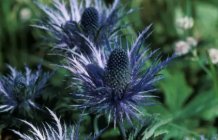 Eryngium alpinum 'Blue Jackpot'